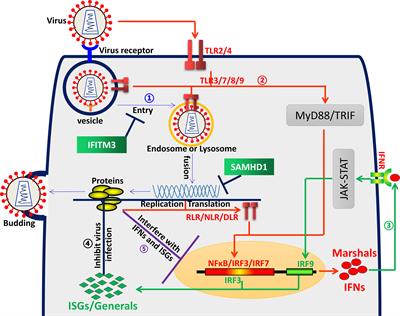 Editorial: Identification, function and mechanisms of interferon induced genes associated with viruses